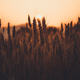 Sunset over the Wheat Field - PhotoDune Item for Sale