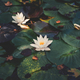 Waterlilly in a garden pond - PhotoDune Item for Sale