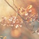 Beautiful golden morning light coming through cherry blossoms in early spring - PhotoDune Item for Sale