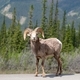 Bighorn sheep standing on the side of the road in a park - PhotoDune Item for Sale