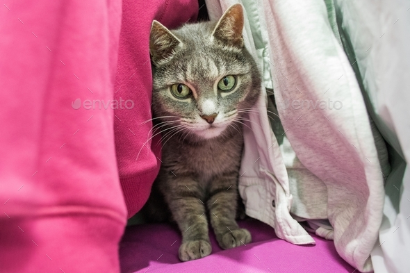 A cute gray cat is hiding among the clothes in the closet