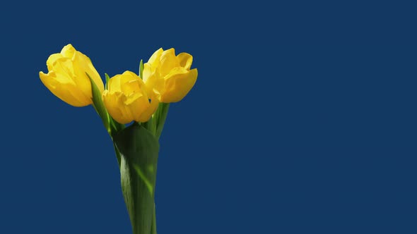 Timelapse of a Bunch of Yellow Tulip Flowers Blooming alt