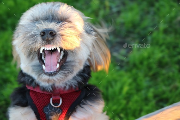 Funny dog - Stock Photo - Images