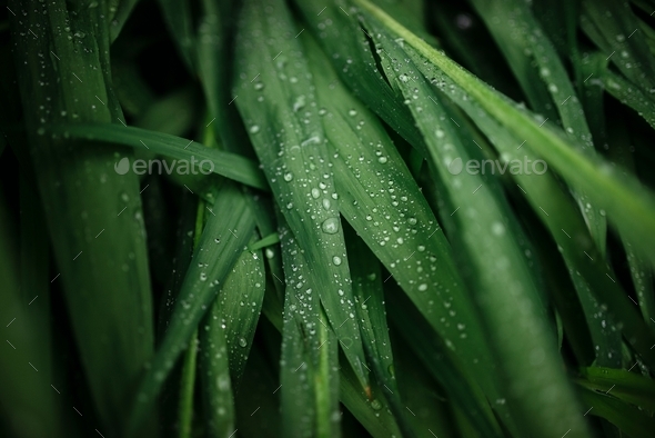 Wet green grass - Stock Photo - Images