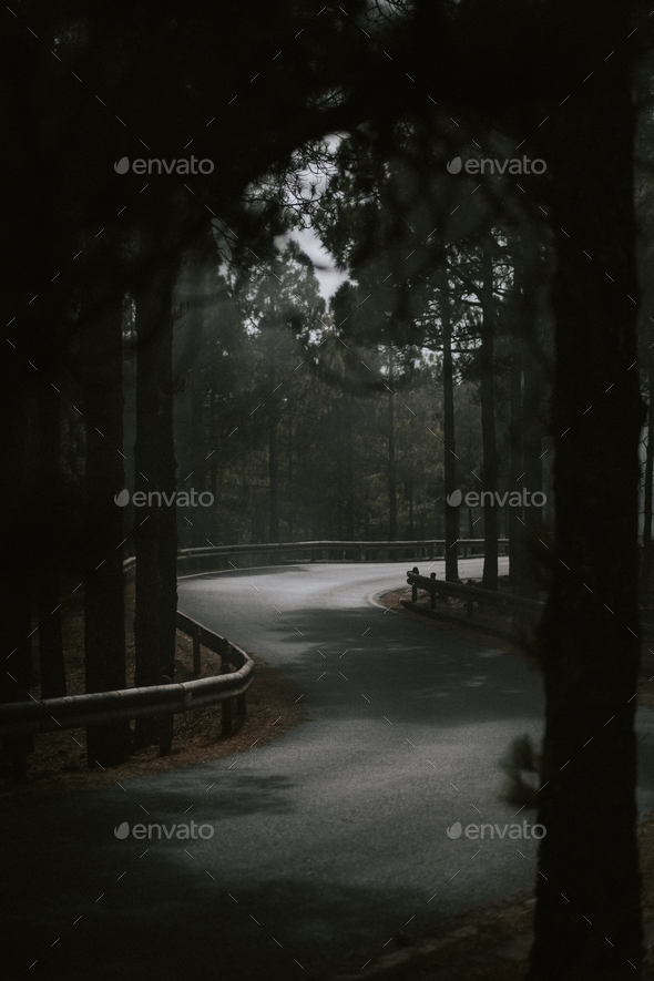 Road crossing a Dark Forest - Stock Photo - Images