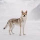 Lonely wolf on a frozen lake - PhotoDune Item for Sale