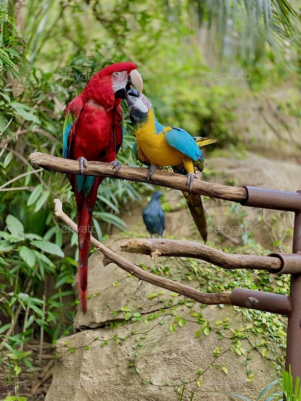 2 macaws resting on a perch kissing each other Stock Photo by Mrskiac