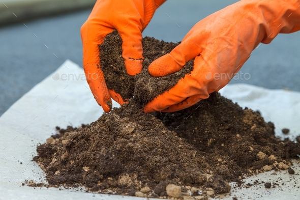 The Process Of Preparing The Soil For Planting Indoor Plants Stock ...