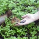 Hand feeding squirrels - PhotoDune Item for Sale