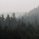 Oregon coastal forest with wildfire smoke and fog - PhotoDune Item for Sale
