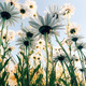 Growing daisies from below - PhotoDune Item for Sale