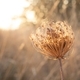 Queen Anne&#39;s lace at sunset - PhotoDune Item for Sale