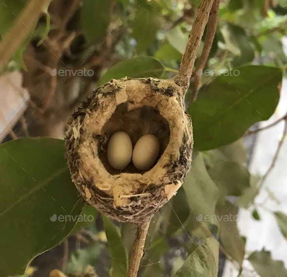 view looking into a Hummingbirds nest on a branch with two tiny eggs