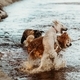 Two dogs playing in the sea  - PhotoDune Item for Sale