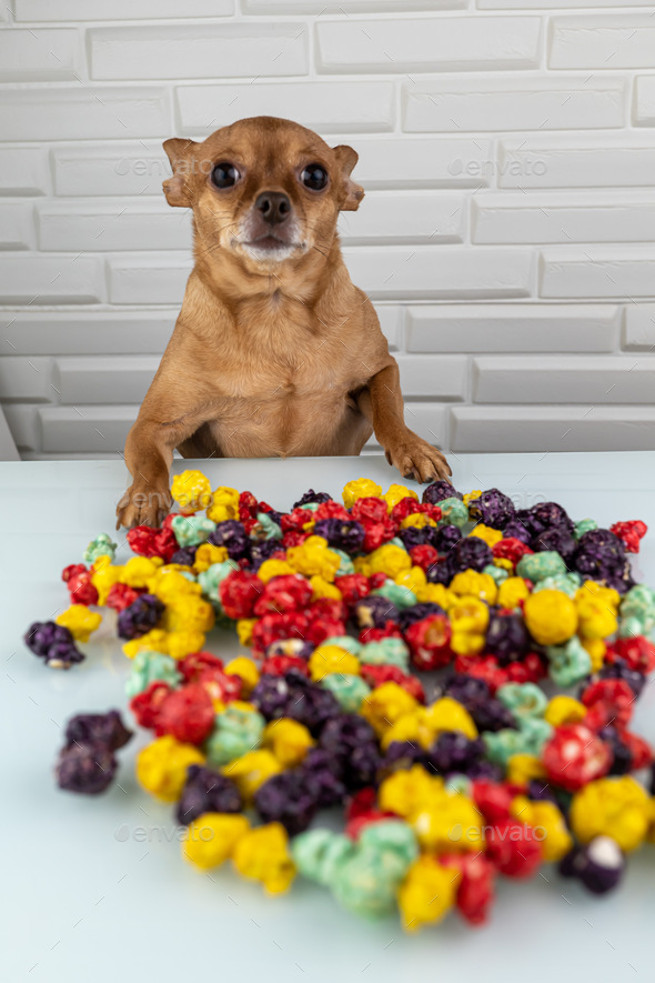 Dog with colourful pop corn - Stock Photo - Images