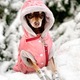 doggy in winter clothes and boots in the snow - PhotoDune Item for Sale
