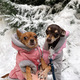 Snowy weather Dogs in the forest  - PhotoDune Item for Sale