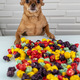 Dog with colourful pop corn - PhotoDune Item for Sale