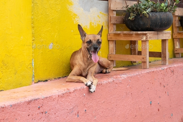 Dog at the street - Stock Photo - Images