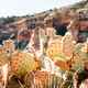 Cactus in the desert of arizona - PhotoDune Item for Sale