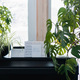 Black piano at home with green plant on background  - PhotoDune Item for Sale