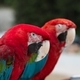 Two red macaw parrots  - PhotoDune Item for Sale