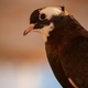 Close shot of a pigeon - PhotoDune Item for Sale