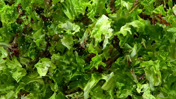Super Slow Motion Shot of Flying and Splashing Fresh Green Salad at 1000Fps alt