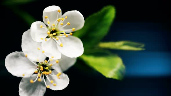 Cherry Blossom Branch of Tree Spring Time Lapse Close Up Stamens Moving Growing
