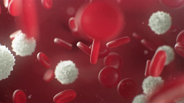  4K White Blood Cells
