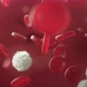  4K White Blood Cells - VideoHive Item for Sale