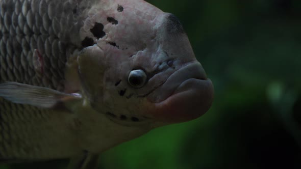 Close Up of Giant Gourami in Water alt