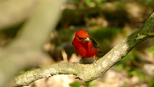 Chirping Scarlet Tanager perched on a branch in the woods. alt