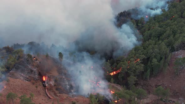 Raging Forest Fire alt