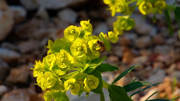 Honey Bee Gathering Nectar From Yellow Euphorbia Nicaeensis Flowers alt
