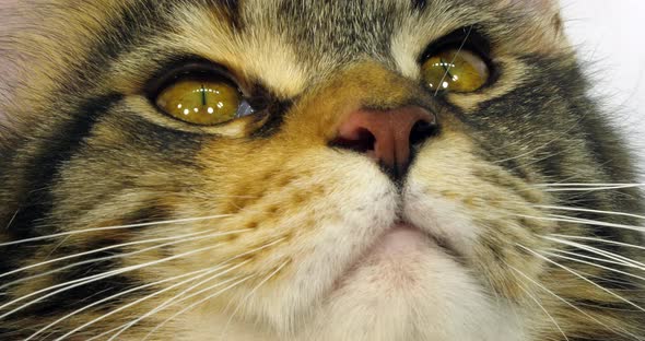 Brown Tortie Blotched Tabby and White Maine Coon Domestic Cat, Close up of the head of Female alt