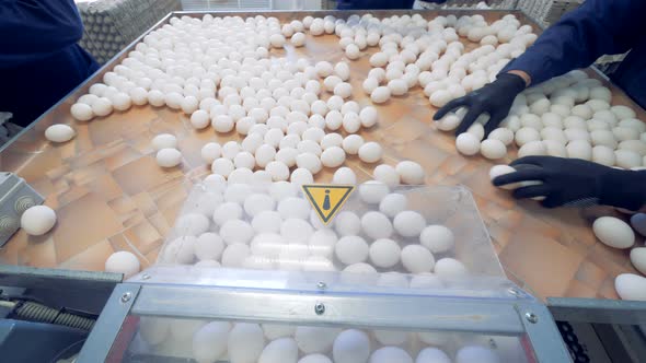 Eggs Are Sorted at a Farm. People Packing Eggs Into Special Boxes for Sale at a Poultry Farm alt