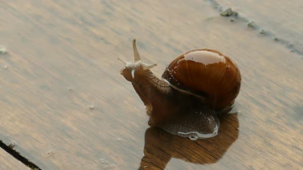 Snail Crawling Under The Heavy Rain, Gigant Snail On The Wooden Floor alt