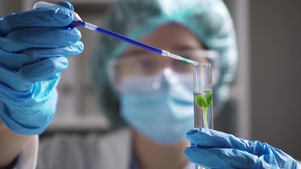 A Woman With A Green Fresh Plant In A Glass Test Tube In The Laboratory Drips A Blue Solution alt