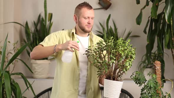Man gardener spraying, watering Crassula pot at home alt