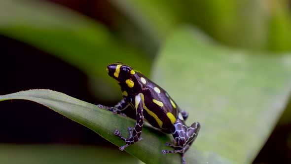 Dangerous Phyllobates Terribilis Frog with black skin and yellow dots sitting on plant.Close up. alt