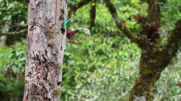 Green Tail of Costa Rica Resplendent Quetzal (pharomachrus mocinno), a Beautiful Tropical Bird, Amaz alt