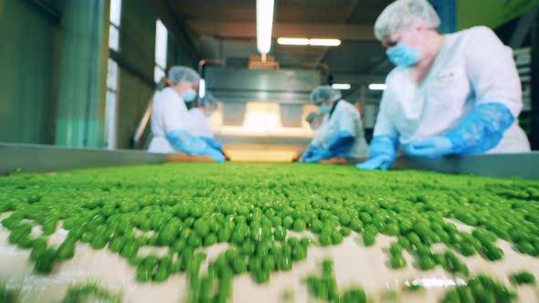 Factory Employees are Processing Green Peas on the Conveyor alt