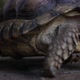 Turtle - VideoHive Item for Sale