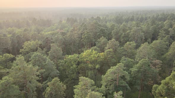 Aerial View of a Green Forest on a Summer Day alt