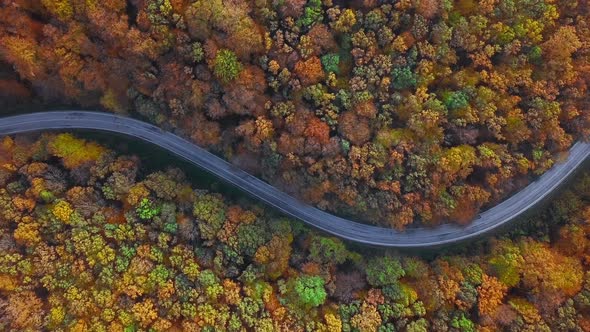 Aerial of Cars Driving Through Sunny Autumn Forest