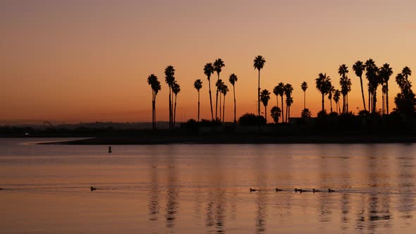 Many Palm Trees Silhouettes Reflection Sunset Ocean Beach California Coast USA