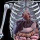 Chest With Transparent Lungs - VideoHive Item for Sale