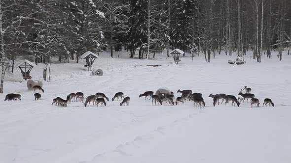 A Large Herd of European Fallow Deer Mouflon Red Deer on the Trough