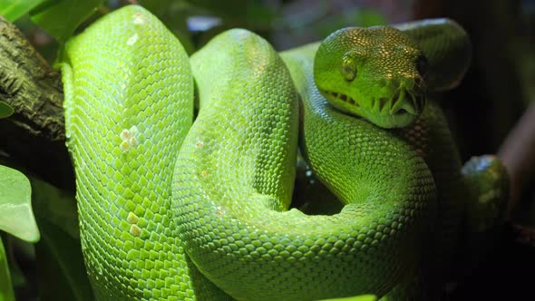 Green tree python (Morelia viridis) close-up. Portrait art.